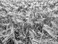 Gerste  PENTAX K-3 Mark III Monochrome, HD PENTAX - DA* 2.8/ 11-18 ED DC AW  - 25.06.2024 -