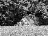 Strohballen am Feldrand  PENTAX K-3 Mark III Monochrome, HD PENTAX - DA* 2.8/ 11-18 ED DC AW  - 25.06.2024 -