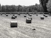 Futtersuche 1  PENTAX K-3 Mark III Monochrome, HD PENTAX - DA* 2.8/ 11-18 ED DC AW  - 25.06.2024 -