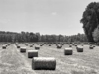 Abgeerntet  PENTAX K-3 Mark III Monochrome, HD PENTAX - DA* 2.8/ 11-18 ED DC AW  - 25.06.2024 -