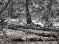 Feuchter Wald  PENTAX K-3 Mark III Monochrome, HD PENTAX - DA* 2.8/ 11-18 ED DC AW  - 25.06.2024 -