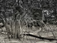Morast und Sumpf  PENTAX K-3 Mark III Monochrome, HD PENTAX - DA* 2.8/ 11-18 ED DC AW  - 25.06.2024 -