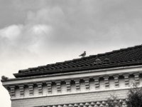 Taubendach  PENTAX K-3 Mark III Monochrome, SMC PENTAX-FA 1.8/77 Limited  - 25.09.2024 -