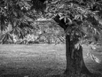 Kastanie  PENTAX K-3 Mark III Monochrome, SMC PENTAX-FA 1.8/77 Limited  - 25.09.2024 -