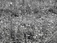Septemberblüte  PENTAX K-3 Mark III Monochrome, SMC PENTAX-FA 1.8/77 Limited  - 25.09.2024 -