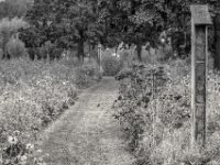 Wildblumenwiese  PENTAX K-3 Mark III Monochrome, SMC PENTAX-FA 1.8/77 Limited  - 25.09.2024 -