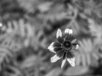 Blüte  PENTAX K-3 Mark III Monochrome, SMC PENTAX-FA 1.8/77 Limited  - 25.09.2024 -
