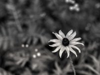 Strahlende Blüte  PENTAX K-3 Mark III Monochrome, SMC PENTAX-FA 1.8/77 Limited  - 25.09.2024 -