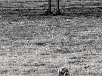 Kaninchen im Park  PENTAX K-3 Mark III Monochrome, SMC PENTAX-FA 1.8/77 Limited  - 25.09.2024 -
