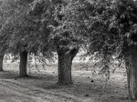 Weiden  PENTAX K-3 Mark III Monochrome, SMC PENTAX-FA 1.8/77 Limited  - 25.09.2024 -
