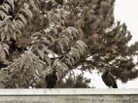 Dohlen  PENTAX K-3 Mark III Monochrome, SMC PENTAX-FA 1.8/77 Limited  - 25.09.2024 -
