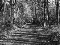 Weg in Testerberge  Pentax MZ-S, Pentax SMC 1.9/43 Limited, Adox CHS 100II  - 28.01.2024 -