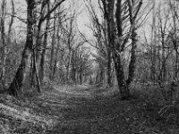 Waldweg  Pentax MZ-S, Pentax SMC 1.9/43 Limited, Adox CHS 100II  - 28.01.2024 -