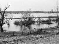 Futtersuche im Fluss  Pentax MZ-S, Pentax SMC 1.9/43 Limited, Adox CHS 100II  - 28.01.2024 -