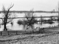 Schwäne und Wildgänse  Pentax MZ-S, Pentax SMC 1.9/43 Limited, Adox CHS 100II  - 28.01.2024 -