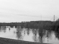Reiherflug  Pentax MZ-S, Pentax SMC 1.9/43 Limited, Adox CHS 100II  - 28.01.2024 -