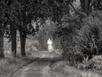 Feldweg zwischen Bäumen  PENTAX K-3 Mark III Monochrome, HD PENTAX - D FA* 2.8/70-200 ED DC AW   - 28.07.2024 -