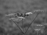 Am Wegrand  PENTAX K-3 Mark III Monochrome, HD PENTAX - D FA* 2.8/70-200 ED DC AW   - 28.07.2024 -