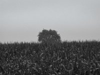 Baum hinterm Maisfeld  PENTAX K-3 Mark III Monochrome, HD PENTAX - D FA* 2.8/70-200 ED DC AW   - 28.07.2024 -