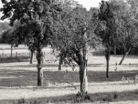 Obstbäume im Morgensonnenlicht  PENTAX K-3 Mark III Monochrome, HD PENTAX - D FA* 2.8/70-200 ED DC AW   - 28.07.2024 -