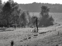 Abgestorben  PENTAX K-3 Mark III Monochrome, HD PENTAX - D FA* 2.8/70-200 ED DC AW   - 28.07.2024 -