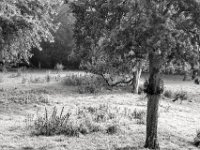 Obstbäume  PENTAX K-3 Mark III Monochrome, HD PENTAX - D FA* 2.8/70-200 ED DC AW   - 28.07.2024 -