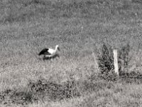 Zweiter Altstorch bei der Futtersuche  PENTAX K-3 Mark III Monochrome, HD PENTAX - D FA* 2.8/70-200 ED DC AW   - 28.07.2024 -