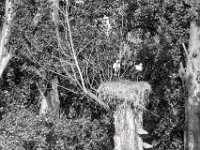 Jungstörche  PENTAX K-3 Mark III Monochrome, HD PENTAX - D FA* 2.8/70-200 ED DC AW   - 28.07.2024 -