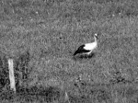 Er hat mich gesehen, sucht aber weiter  PENTAX K-3 Mark III Monochrome, HD PENTAX - D FA* 2.8/70-200 ED DC AW   - 28.07.2024 -
