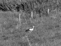 Weiter Futter suchen  PENTAX K-3 Mark III Monochrome, HD PENTAX - D FA* 2.8/70-200 ED DC AW   - 28.07.2024 -