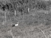 Altstorch bei Futtersuche  PENTAX K-3 Mark III Monochrome, HD PENTAX - D FA* 2.8/70-200 ED DC AW   - 28.07.2024 -