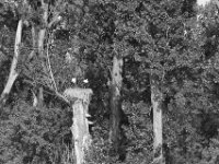 Storchennest  NPENTAX K-3 Mark III Monochrome, HD PENTAX - D FA* 2.8/70-200 ED DC AW   - 28.07.2024 -