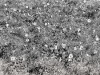 Sonnen im Feld  PENTAX K-3 Mark III Monochrome, HD PENTAX - D FA* 2.8/70-200 ED DC AW   - 28.07.2024 -