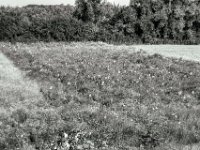 Abwechselung im Feld  PENTAX K-3 Mark III Monochrome, HD PENTAX - D FA* 2.8/70-200 ED DC AW   - 28.07.2024 -