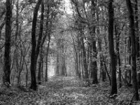 Herbstwald  PENTAX K-3 Mark III Monochrome, SMC PENTAX-FA 1.9/43 Limited  - 28.10.2024 -