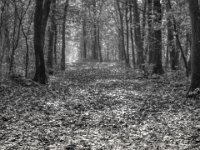 Das Laub raschelt unterm Rad  PENTAX K-3 Mark III Monochrome, SMC PENTAX-FA 1.9/43 Limited  - 28.10.2024 -