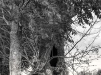 Baumhöhle  PENTAX K-3 Mark III Monochrome, SMC PENTAX-FA 1.9/43 Limited  - 28.10.2024 -