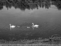 Schwanenfamilie #4  PENTAX K-3 Mark III Monochrome,  SMC PENTAX-FA 1.8/31 Limited  -29.06.2024 -