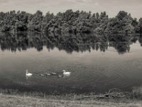 Schwanenfamilie #3  PENTAX K-3 Mark III Monochrome,  SMC PENTAX-FA 1.8/31 Limited  -29.06.2024 -