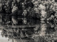 Wildgänse, Flug über den kleinen See #3  PENTAX K-3 Mark III Monochrome,  SMC PENTAX-FA 1.8/31 Limited  -29.06.2024 -