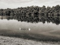 Schwanenfamilie #1  PENTAX K-3 Mark III Monochrome,  SMC PENTAX-FA 1.8/31 Limited  -29.06.2024 -