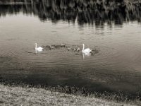 Schwanenfamilie #2  PENTAX K-3 Mark III Monochrome,  SMC PENTAX-FA 1.8/31 Limited  -29.06.2024 -