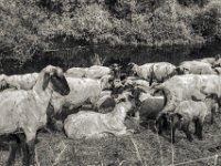 Schafe #1  PENTAX K-3 Mark III Monochrome,  SMC PENTAX-FA 1.8/31 Limited  -29.06.2024 -