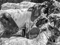 Schafe #3  PENTAX K-3 Mark III Monochrome,  SMC PENTAX-FA 1.8/31 Limited  -29.06.2024 -