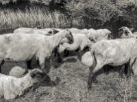 Schafe #5  PENTAX K-3 Mark III Monochrome,  SMC PENTAX-FA 1.8/31 Limited  -29.06.2024 -