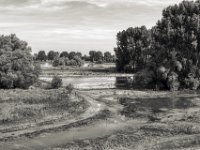 Am Rhein, Auenland #2  PENTAX K-3 Mark III Monochrome,  SMC PENTAX-FA 1.8/31 Limited  -29.06.2024 -