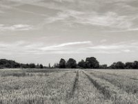 Traktorspuren im Kornfeld  PENTAX K-3 Mark III Monochrome,  SMC PENTAX-FA 1.8/31 Limited  -29.06.2024 -