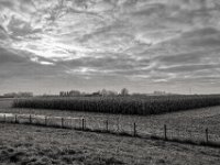 Maisfeld Ernte  #3  PENTAX K-3 Mark III Monochrome, HD PENTAX - DA* 2.8/16-50 ED PLM AW - 29.11.2024 -