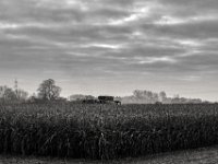 Maisfeld Ernte  #1  PENTAX K-3 Mark III Monochrome, HD PENTAX - DA* 2.8/16-50 ED PLM AW - 29.11.2024 -