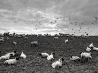 Deichleben #1  PENTAX K-3 Mark III Monochrome, HD PENTAX - DA* 2.8/16-50 ED PLM AW - 29.11.2024 -